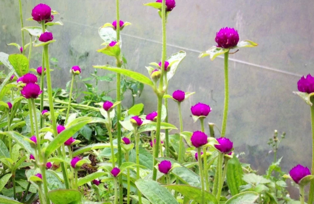 Gomphrena Globe Amaranthe