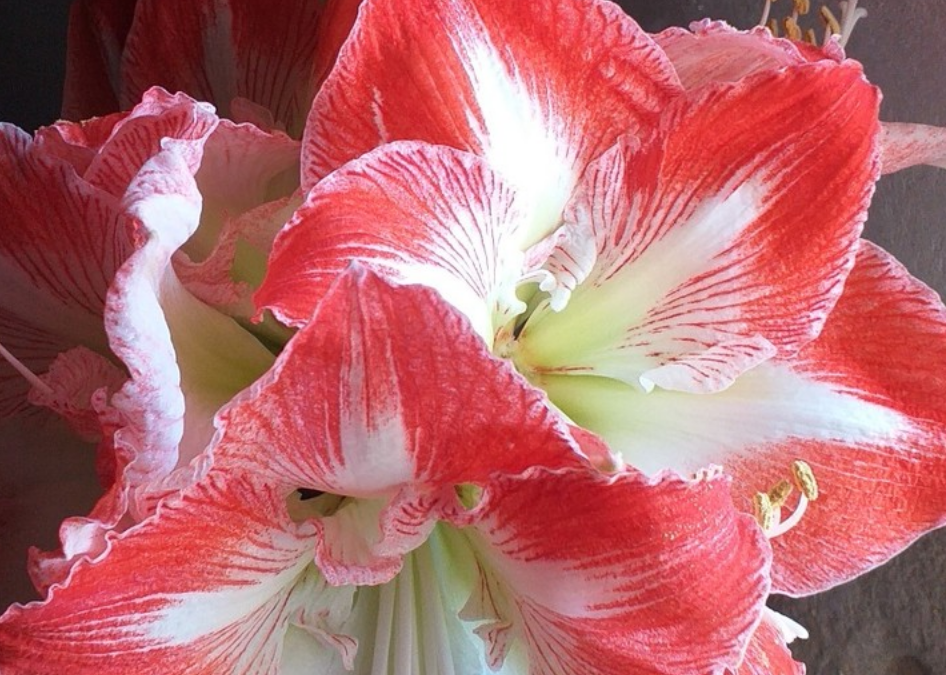 Amaryllis