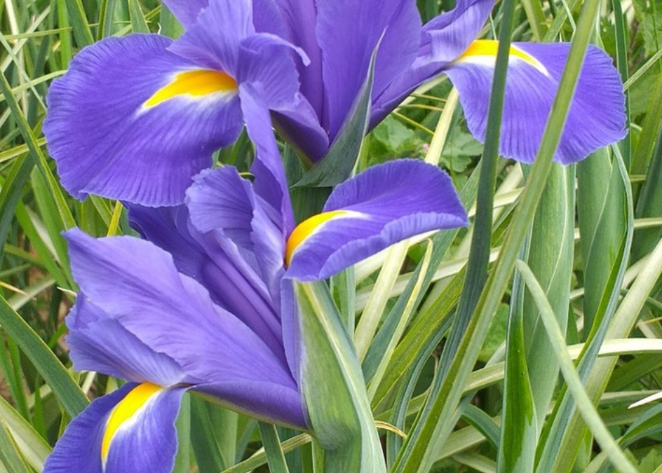 Iris Blue Magic