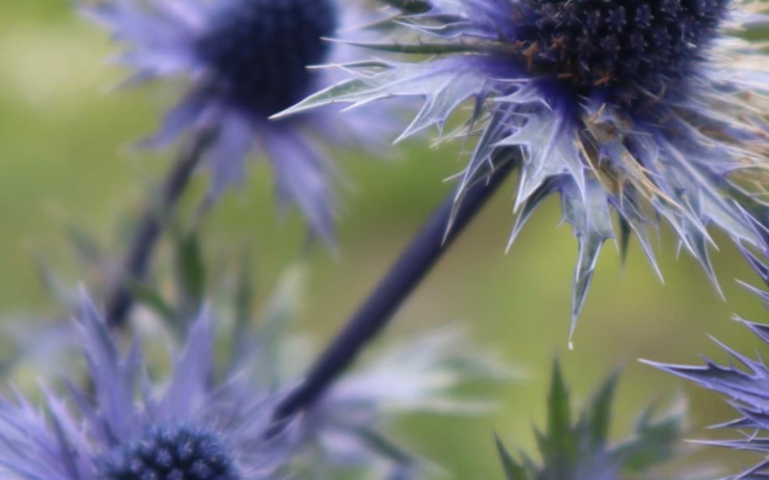 Eryngium