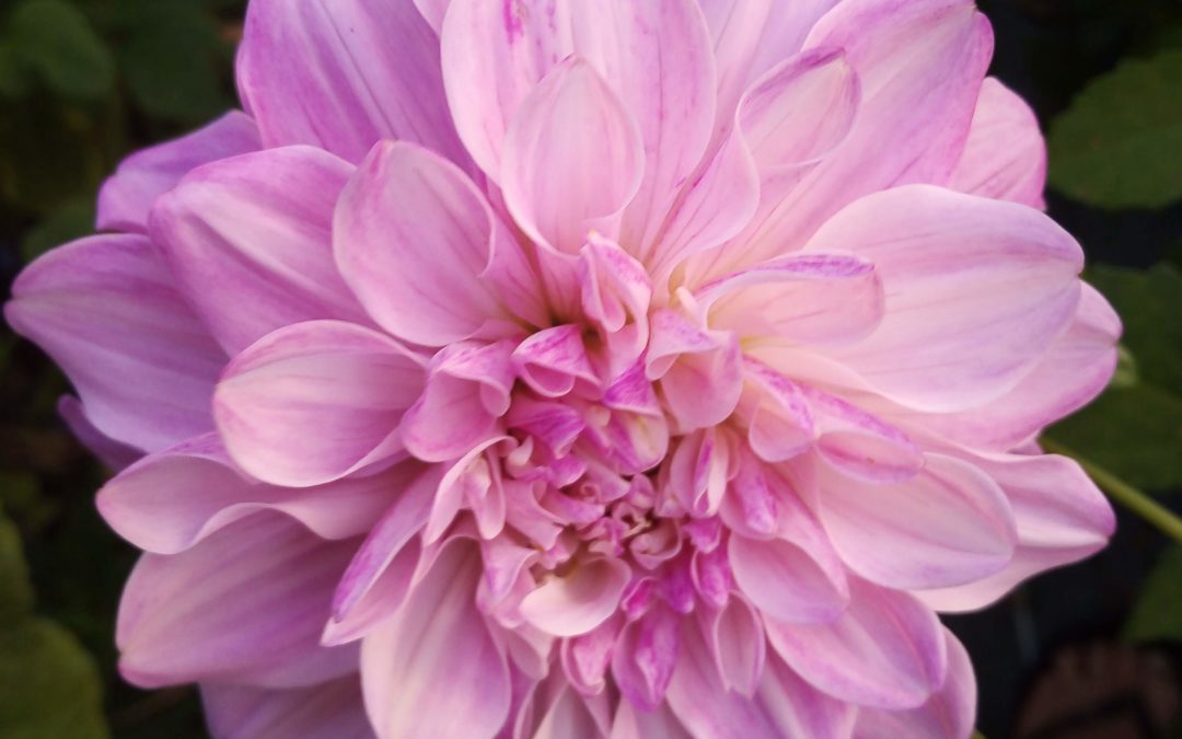 Dahlia