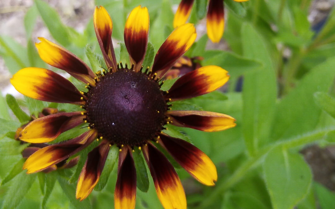 Rudbekia